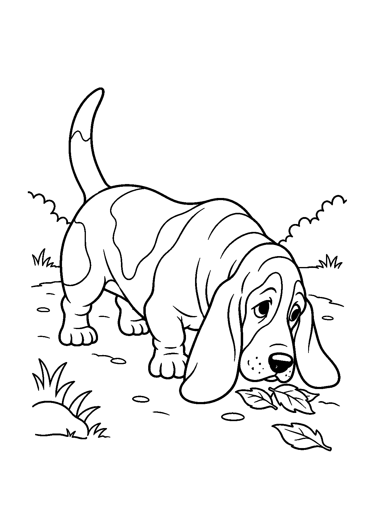 Basset Hound