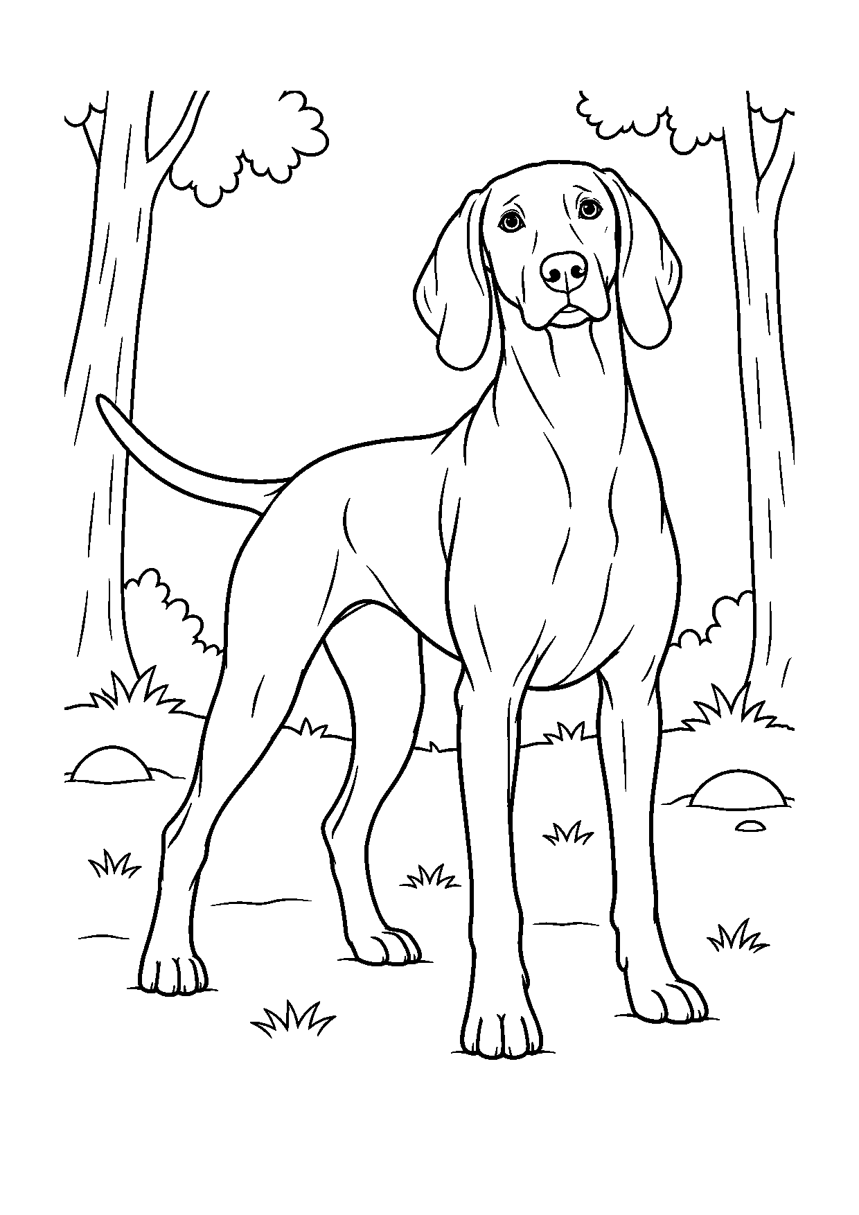 Weimaraner
