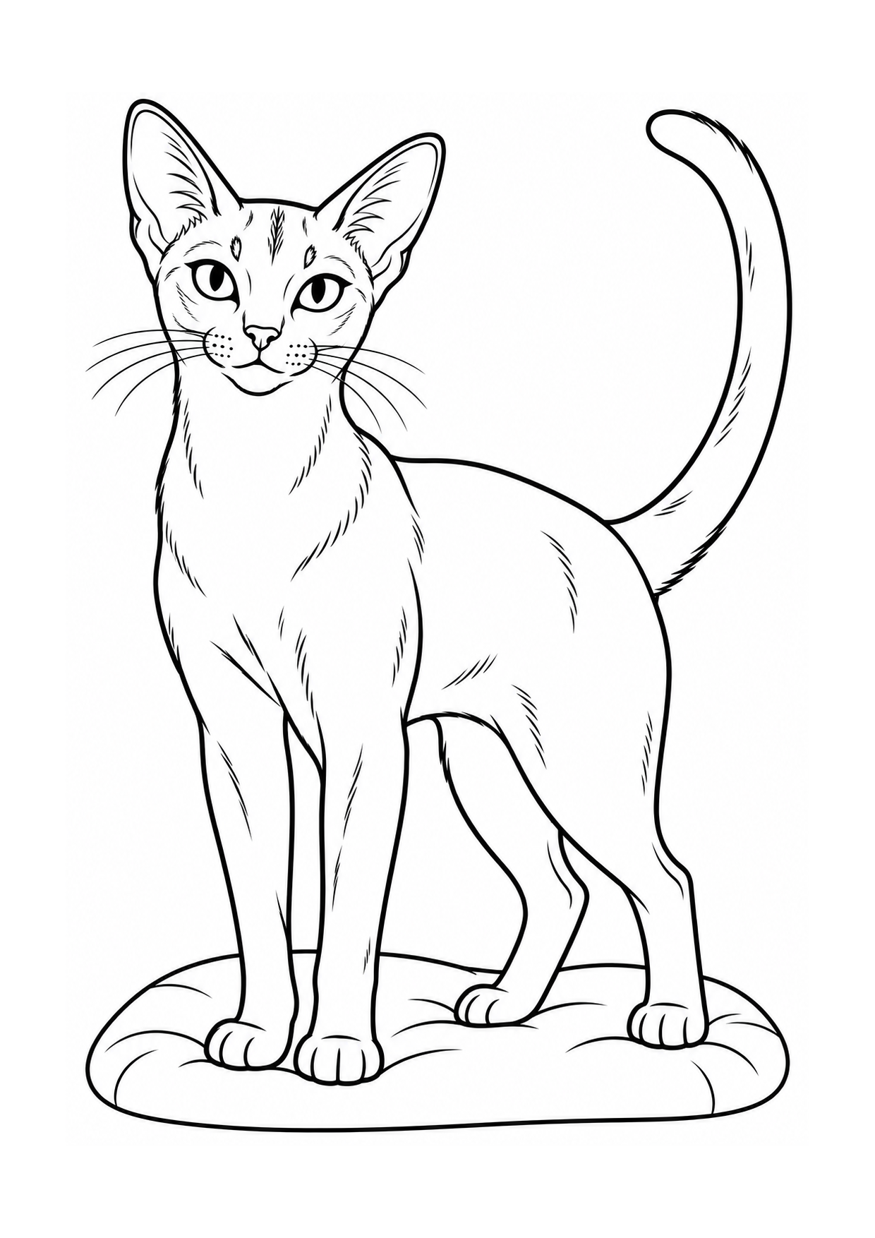 Gato Abissínio