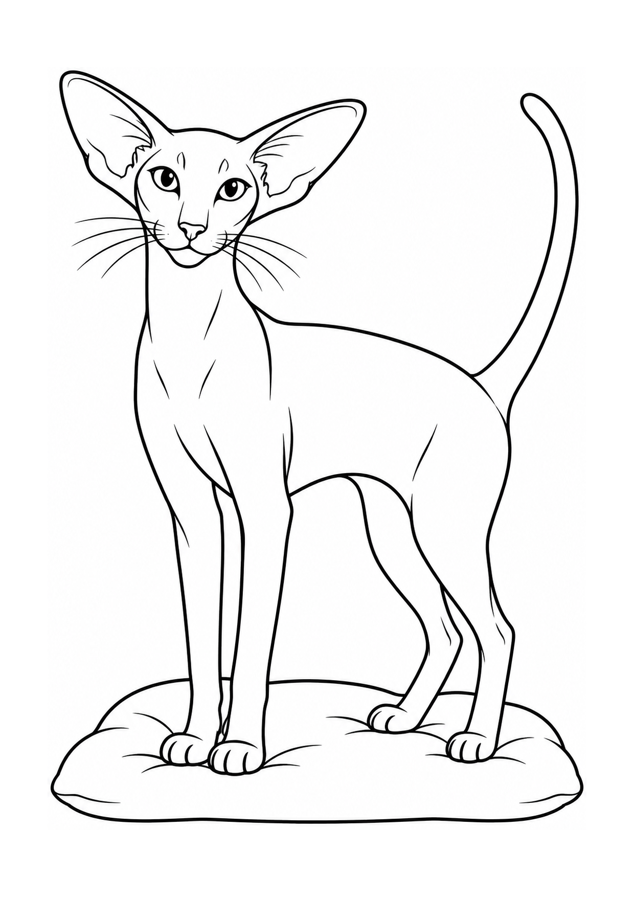 Gato Oriental Shorthair